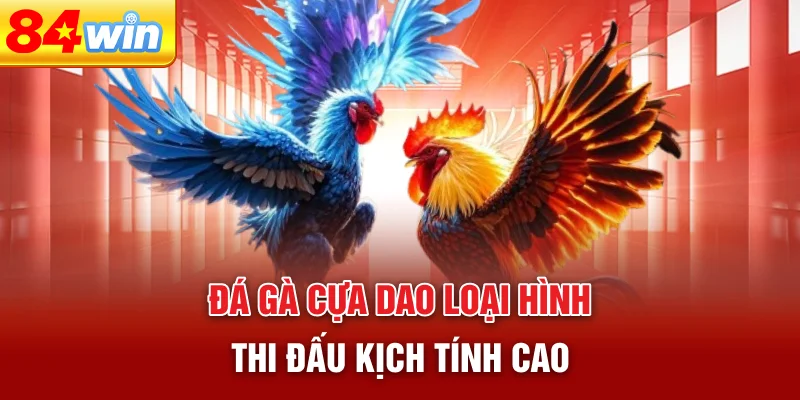 da-ga-cua-dao-loai-hinh-thi-dau-kich-tinh-cao